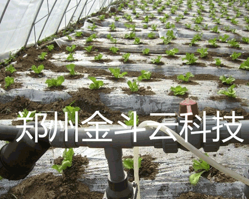 山东寿光大棚青菜91视频网站地址工程