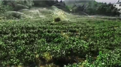 六盘水茶园91视频网站地址项目